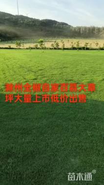 草卷状百慕大草