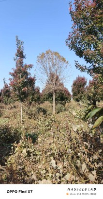 18公分金叶白蜡