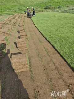 草卷状马尼拉草