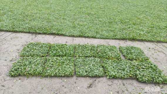 高度5厘米马蹄金