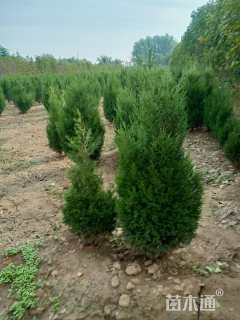 高度150厘米蜀桧