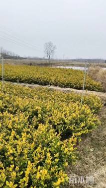 高度30厘米金森女贞