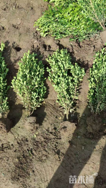 高度30厘米小叶黄杨