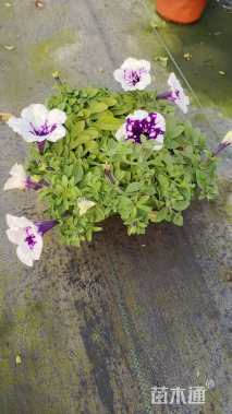 高度10厘米牵牛