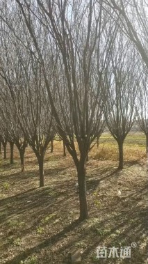 13公分绚丽海棠