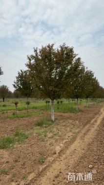 14公分绚丽海棠