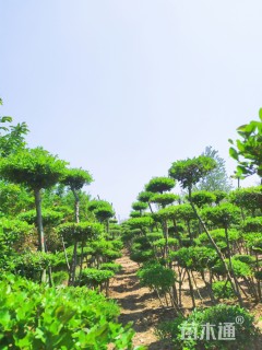 造型小叶女贞