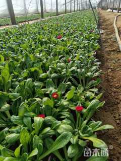 高度19厘米雏菊