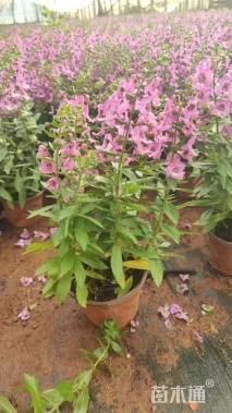 高度30厘米香彩雀