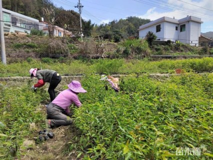 0.6公分福建山樱花