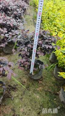 高度30厘米红花继木