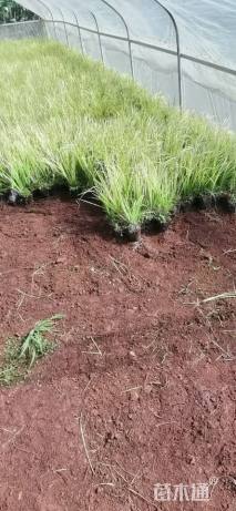 高度25厘米金线菖蒲