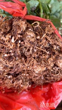 高度10厘米大花月季