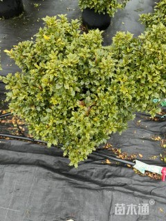 高度50厘米花叶柊树