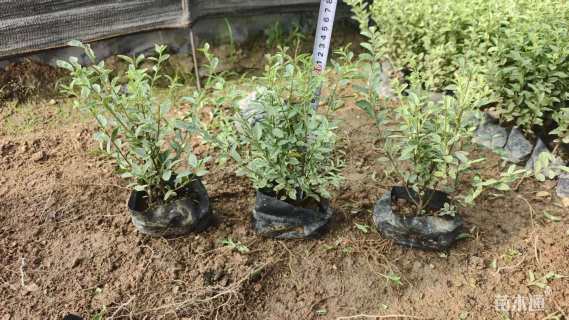 高度20厘米银姬小蜡