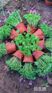 高度10厘米三叶草