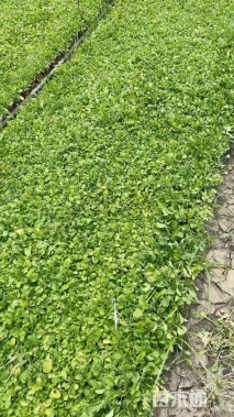 高度30厘米大滨菊