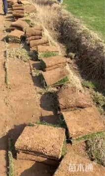 草卷状四季青草坪