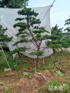 造型龙柏