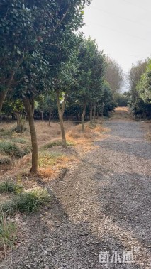 10公分无刺枸骨