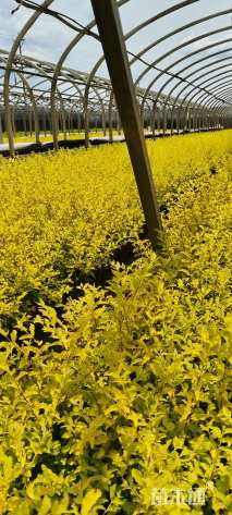 高度20厘米金冠女贞