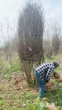 高度250厘米丛生紫薇
