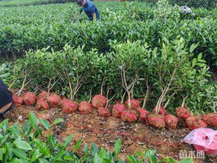 高度200厘米茶花