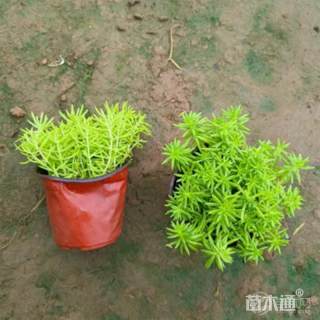 高度10厘米金叶佛甲草