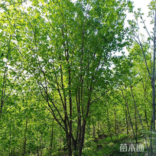 高度500厘米丛生五角枫