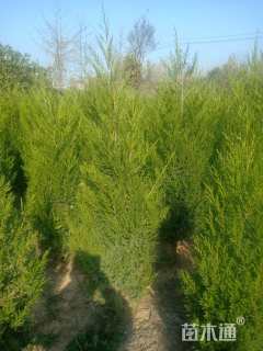 高度100厘米蜀桧