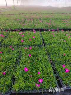 高度5厘米欧石竹