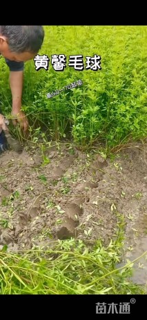 高度15厘米云南黄馨