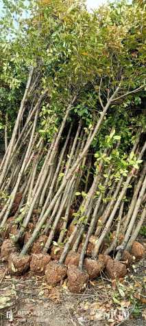 3公分高杆红叶石楠