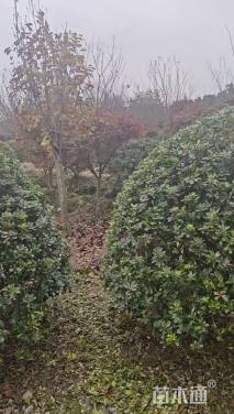 冠幅180厘米海桐球