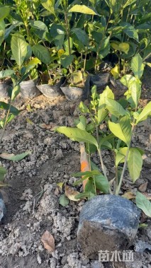 高度35厘米大叶栀子