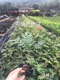 高度30厘米红绒球