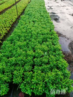 高度30厘米八宝景天