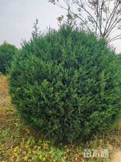 高度150厘米塔桧球