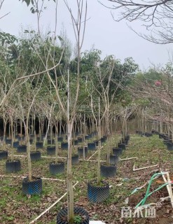 4公分紫花风铃木