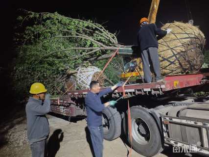 20公分嫁接银杏