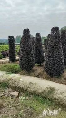 高度180厘米红花继木柱