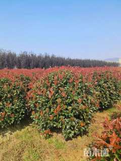 冠幅200厘米红叶石楠球