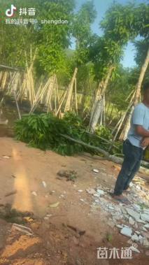 高度90厘米红车