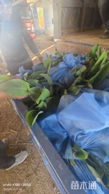 高度20厘米美人蕉