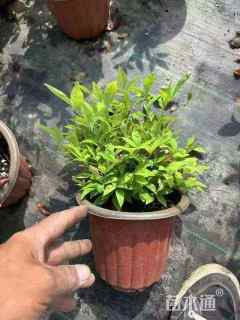 高度35厘米火焰南天竹