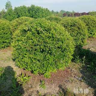 冠幅120厘米火棘球