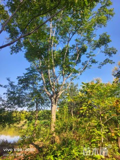 15公分黄山栾树