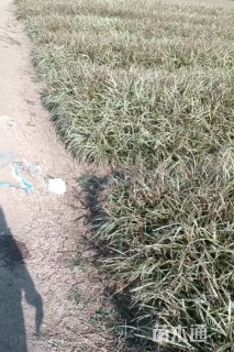 高度30厘米金边麦冬