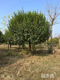 10公分高杆卫矛球