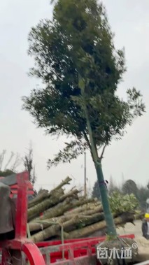 10公分金丝楠木